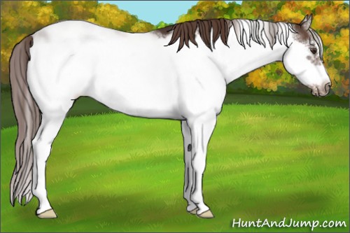 Horse Color:Liver Chestnut Sabino Frame 