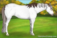 Horse Color:Liver Chestnut Sabino Frame 