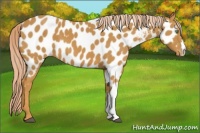 Horse Color:Palomino Appaloosa 