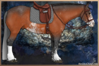 Horse Color:Bay Sabino 