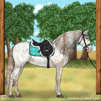 Horse Color:Red Dun Blanket and Red Dun Blanket