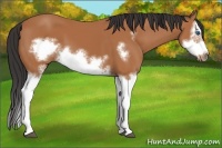 Horse Color:Bay Splash Frame