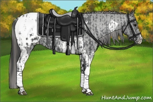 Horse Color:Black Appaloosa  and Black Tobiano Appaloosa 