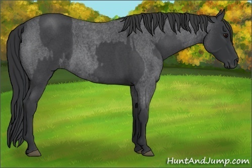 Horse Color:Blue Roan  and Blue Roan 