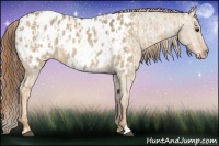 Horse Color:Red Dun Appaloosa  and Red Dun Appaloosa 