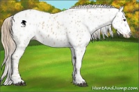 Horse Color:Red Dun Leopard and Red Dun Fewspot