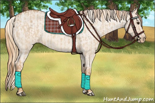Horse Color:Red Dun Appaloosa  and Red Dun Appaloosa 
