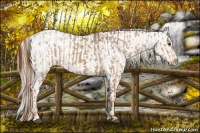 Horse Color:Red Dun Appaloosa  and Palomino Dun Appaloosa 