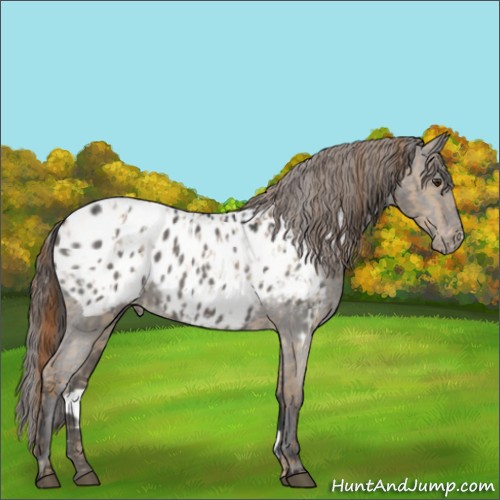 Horse Color:Red Dun Appaloosa  and Grullo Appaloosa 