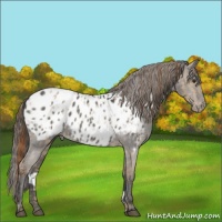 Horse Color:Red Dun Appaloosa  and Grullo Appaloosa 