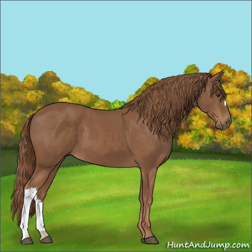 Horse Color:Chestnut 
