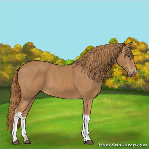 Horse Color:Chestnut 