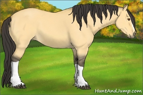 Horse Color:Buckskin Dun 