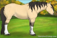 Horse Color:Buckskin Dun