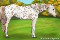 Horse Color:Red Dun Appaloosa  and Gray Red Dun Appaloosa 