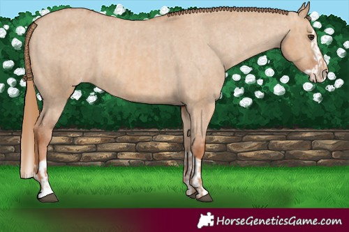 Horse Color:Red Dun Appaloosa and Red Dun Splash Appaloosa