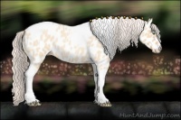 Horse Color:Silver Amber Champagne Roan Dun Splash Tobiano Frame Appaloosa Rabicano