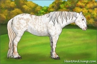 Horse Color:Red Dun Appaloosa  and Red Dun Appaloosa 
