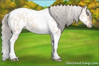 Horse Color:Silver Classic Champagne Roan Dun Splash Tobiano Frame Appaloosa Rabicano 