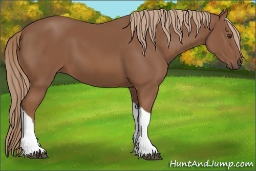 Horse Color:Chestnut Tobiano