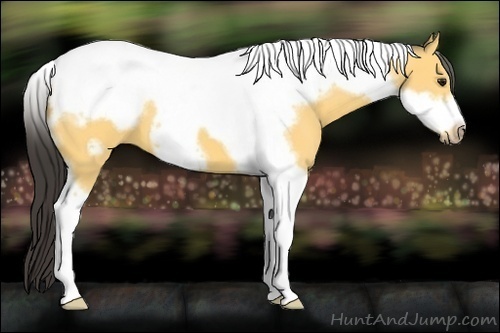 Horse Color:Buckskin Tobiano Frame 