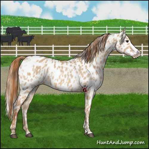 Horse Color:Red Dun Appaloosa  and Red Dun Splash Appaloosa 
