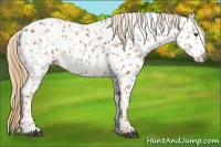 Horse Color:Red Dun Appaloosa  and Chestnut Appaloosa 