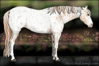 Horse Color:Red Dun Appaloosa  and Red Dun Appaloosa 