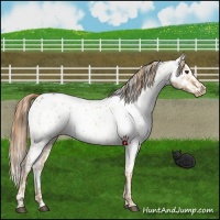 Horse Color:Red Dun Appaloosa  and Red Dun Splash Appaloosa 