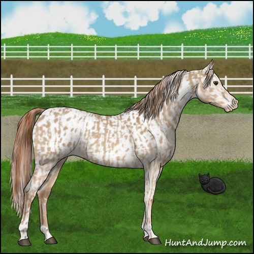 Horse Color:Red Dun Appaloosa  and Red Dun Appaloosa 