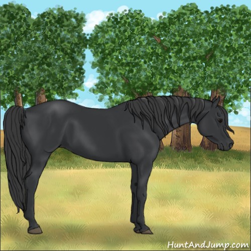 Horse Color:Black 
