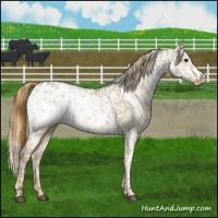 Horse Color:Red Dun Appaloosa  and Red Dun Appaloosa 