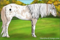 Horse Color:Red Dun Blanket and Gold Champagne Dun Blanket