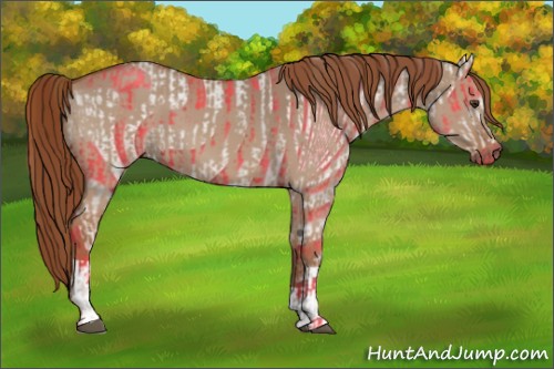 Horse Color:Red Dun Appaloosa  and Red Dun 
