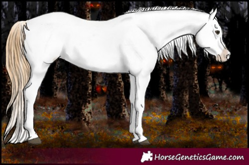Horse Color:Red Dun Near Leopard  and Red Dun Splash Near Leopard 