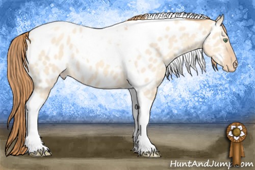 Horse Color:Gold Champagne Dun Tobiano Appaloosa 