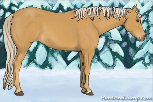 Horse Color:Palomino 