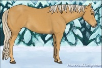 Horse Color:Palomino 