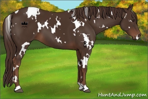 Horse Color:White Spotted Liver Chestnut 