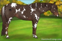Horse Color:White Spotted Liver Chestnut 
