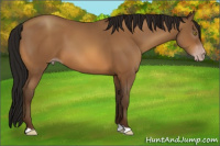Horse Color:Gray Amber Champagne