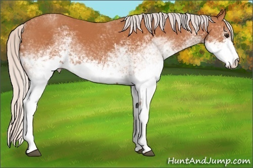 Horse Color:White Spotted Silver Bay