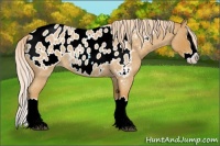 Horse Color:Palomino Roan Sabino Splash Appaloosa 