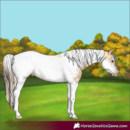 Horse Color:Palomino Dun Sabino Rabicano and Buckskin Dun Tobiano Frame Rabicano