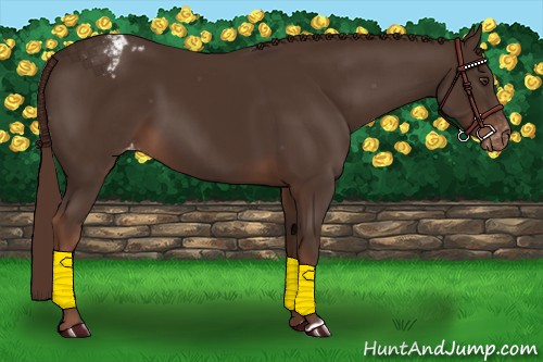 Horse Color:Liver Chestnut Appaloosa 
