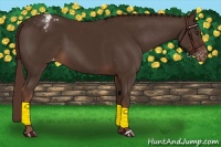 Horse Color:Liver Chestnut Appaloosa 