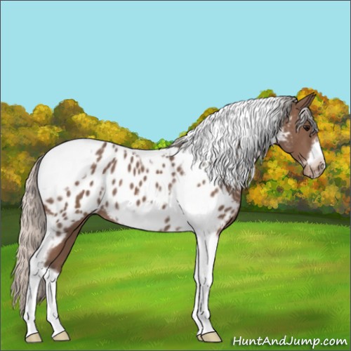 Horse Color:Silver Black Tobiano Frame Appaloosa 