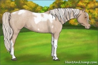 Horse Color:Silver Blue Roan Pearl Tobiano Frame