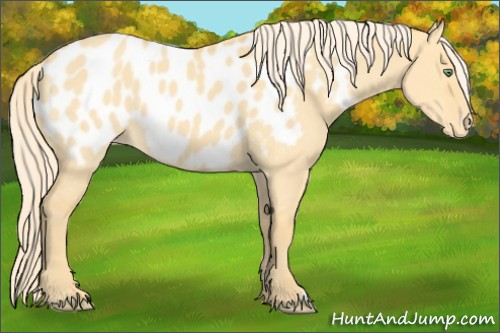 Horse Color:Gold Cream Champagne Roan Dun Near Leopard