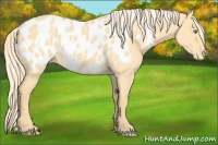 Horse Color:Gold Cream Champagne Roan Dun Near Leopard